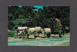 HAITI - ANTILLES - A SUGAR LOADED OXCART IN HAITI'S FERTILE CUL DE SAC PLAIN - PHOTOGRAPHY BY  WALLY TURNBULL - Haiti