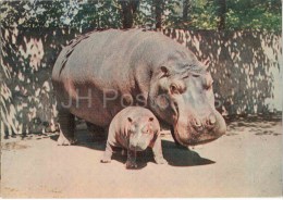 Hippopotamus - Hippopotamus Amphibius - Animals - Postcard On Thin Paper - Riga Zoo - Latvia USSR - Unused - Nijlpaarden