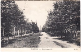 Doorn - Boschgezicht   -  (Uitg. Nauta, Velsen - 5189)    - (Utrecht - Holland/Nederland) - Doorn