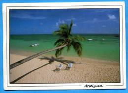 Shade Of Two In ANTIGUA . - Antigua E Barbuda