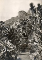 - Jardin Exotique De MONACO. - Aloès, Opuntias Et Cereus Divers. - - Jardin Exotique