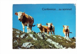 Conférence ... Au Sommet - Vaches - Vache Cloche - 1972 - 308/5 - Tiger