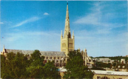 Norwich Cathedral - Norwich