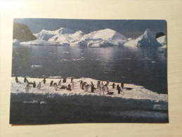 CARTE - TERRE ADELIE - Manchots. - Faune Antarctique