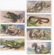 CHROMO-CIGARETTES-JOHN PLAYER&SONS-ANIMALS OF THE COUNTRYSIDE-LOT OF 11 PIECES-LOOK AT 4 SCANS-LITTLE PRICE ! ! ! - Player's