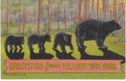 Greetings From Yellowstone Park Wyoming, Bears, C1930s Vintage Curteich Linen Postcard - Yellowstone