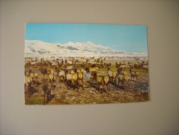 ETATS UNIS WY WYOMING JACKSON HOLE WILD ELK HERD - Altri & Non Classificati