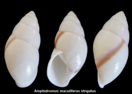Amphidromus Maculiferus Strigatus - Conchiglie