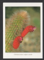 DF / PLANTES / CACTUS / CLEISTOCACTUS VULPIS-CAUDA / CARTE EDITÉE PAR L'AIAPS - Sukkulenten