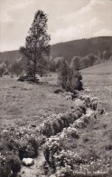 Germany PPC Frühling Im Steinwald ERBENDORF Weiden Oberpfalz 1961 Echte Real Photo Véritable (2 Scans) - Weiden I. D. Oberpfalz