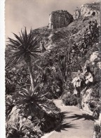 Cp , MONACO , Jardin Exotique ,  Aloes Salm-Dyckiana - Jardin Exotique