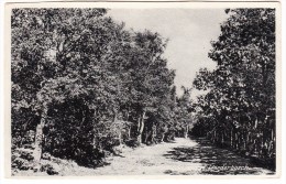 Groeten Uit Beekbergen - Lierderbosch  - 1936 -  (Gelderland - Holland/Nederland) - Apeldoorn