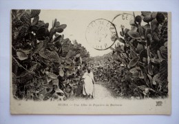 Une Allée De FIGUIERS DE DARBARIE à  BLIDA - ALGERIE - Cactussen