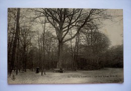 LE GROS ARBRE  - Bois De VINCENNES - Arbres