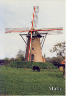 Westmalle  Scherpenberg Molen - Malle