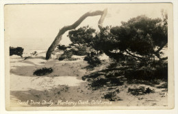 Sand Dune Study  - Monterey Coast , California - Arbres