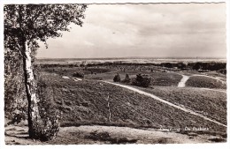 Omgeving De Posbank - 1960 -  (Gelderland - Holland/Nederland) - Rheden