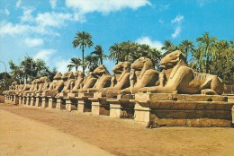 CARTE POSTALE - POSTCARD - POSTKARTE - CARTOLINA POSTAL - EGYPTE - KARNAK - AVENUE DES SPHINX - THE SPHINX AVENUE - Luxor
