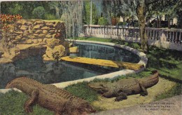 Alligator Pool San Jacinto Plaza El Paso Texas - El Paso