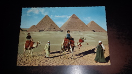 C-42910 TOURIST CAMELRIDE NEAR THE GIZA PYRAMIDS - Gizeh