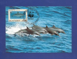 Montserrat 1990  Mi.Nr. 789 , Dolphin - WWF Official  Maximum Card - First Day  25. Sep.1990 - Montserrat