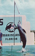 Jumping Porpoise Splash Raises The Flag Marine Studios Marineland Florida - St Augustine