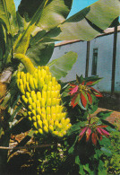 España--Tenerife--Planta De Platano Y Flor De Pascua-- - Árboles