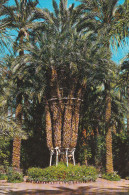 España--Alicante--Elche--Huerto Del Cura--Palmera Imperial De Los Ocho Brazos--200, Años - Bomen