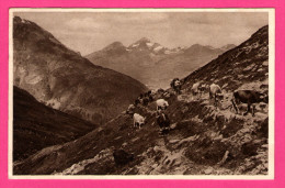 Aus Den Schweizer-Bergen - Kuhherde Auf Der Alm - Vaches - 1912 - Berg