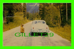 GLACIER NATIONAL PARK, MT - BEARS WITH AN OLD CAR - TRAVEL IN 1956 - SELITHCO - - Other & Unclassified