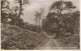 STAFFS - MILFORD - VIEW IN THE WOODS LOOKING NORTH RP St121 - Altri & Non Classificati