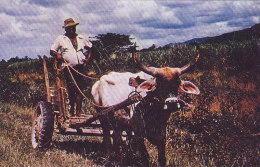 Trinidad & Tobago - Ox Cart - Trinidad