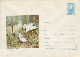 BIRDS, GREAT EGRET,  COVER STATIONERY, ENTIER POSTAL, 1971, ROMANIA - Pelicans