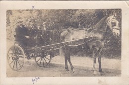 CARTE PHOTO  Attelage Avec Cheval  Avec Caléche Animation Cheval Transport Attaco Horse - Attelages