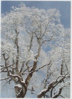 Trees On The Winter - Arbres
