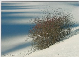 Tree Arbre Winter Landscape - Trees