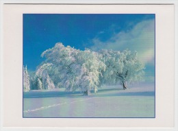 Tree Arbre Winter Landscape - Arbres