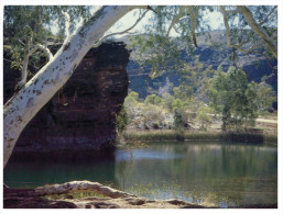 (PF 320) Australia - WA - River Gum Tree - Árboles