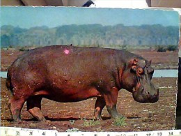 IPPOPOTAMO  AFRIKA  AFRICA N1975 EY4180 - Hippopotamuses