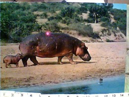 IPPOPOTAMO EAST  AFRIKA  AFRICA EST N1975 EY4181 - Hippopotames