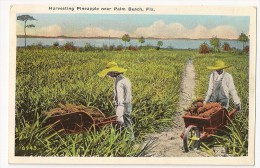 S3327 - Harvesting Pineapple Near Palm Beach - Palm Beach