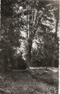 LOUVRES  Sous Bois Dans Le Parc Neuve  Excellent état - Louvres