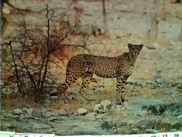 Delcampe - GHEPARDO CHEETHA  AFRIA SUID N1975  EY4257 - Leeuwen