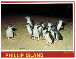 (PF 368) Australia - VIC - Phillip Island Penguins - Mornington Peninsula