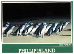 (PF 368) Australia - VIC - Phillip Island Penguins - Mornington Peninsula