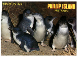 (PF 368) Australia - VIC - Phillip Island Penguins - Mornington Peninsula