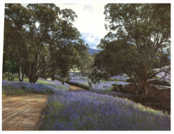 (PF 368) Australia - SA - Bushland Purple Salvation Flowers - Outback