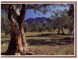 (PF 368) Australia - SA - Flinders Ranges Elder Ranges - Flinders Ranges