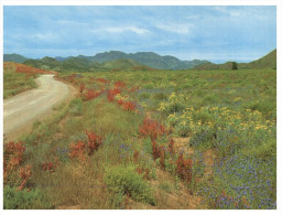 (PF 368) Australia - SA - Wildflowers - Flinders Ranges