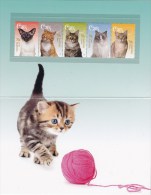 Australia 2015 Cats Presentation Pack - Presentation Packs